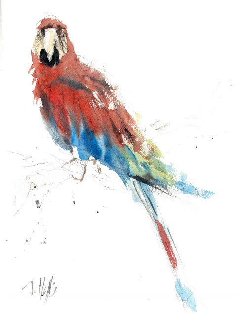 Bird art, painting of a parrot
