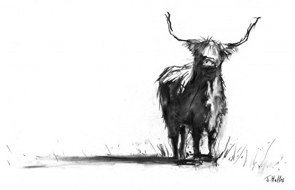 Highland cow art