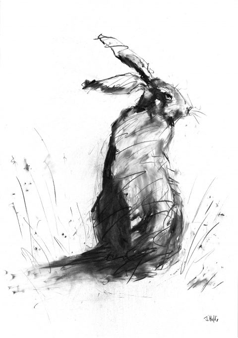 hare art, charcoal drawing of a sitting hare
