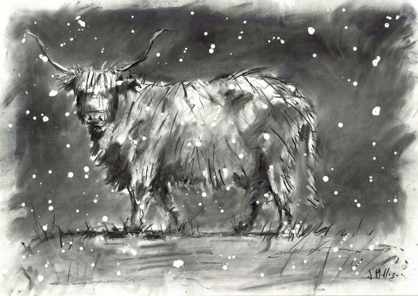 Highland cow drawing in charcoal