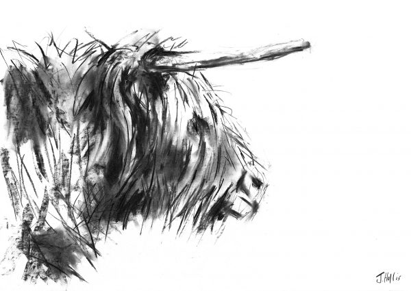 Highland cow drawing