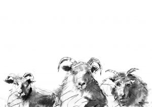 Sheep drawing