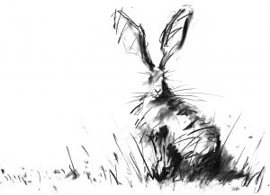 Hare drawing, the hare is sitting, drawn with charcoal