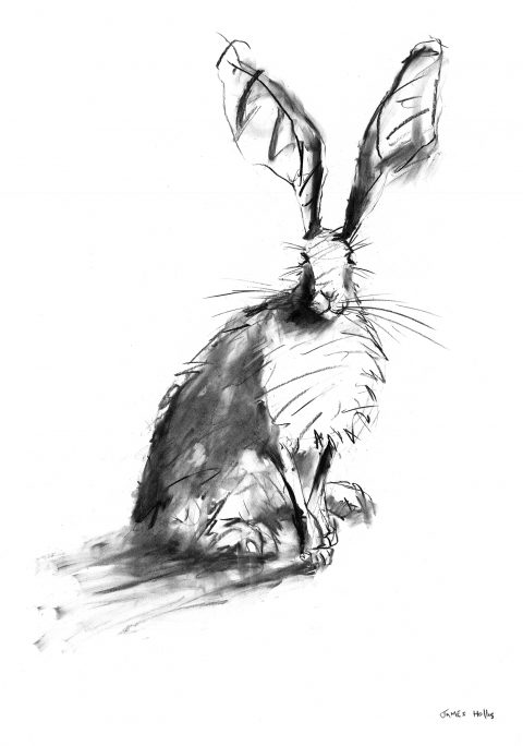 hare drawing, monochrome charcoal drawing of a sitting hare